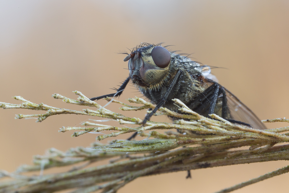 Fliege ganz nah