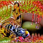 Fliege gefangen im rundblättrigen Sonnentau, Drosera venusta