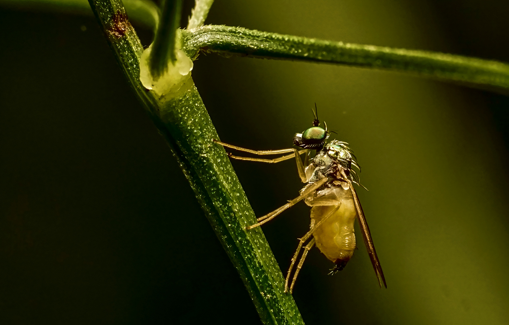 Fliege gelbgrün