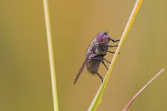 Fliege, genauere Bezeichnung unbekannt