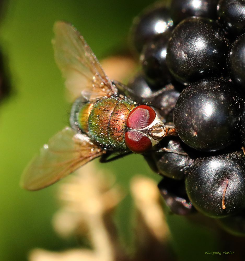 Fliege genießt den Saft einer Brombeere