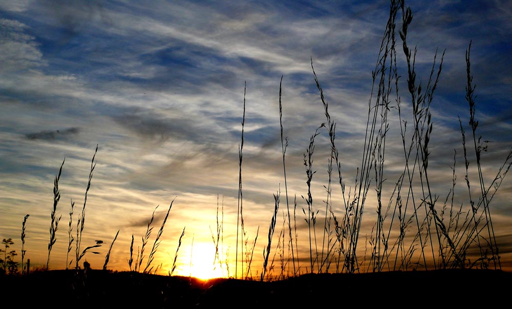 Fliege geniesst den Sonnenuntergang...