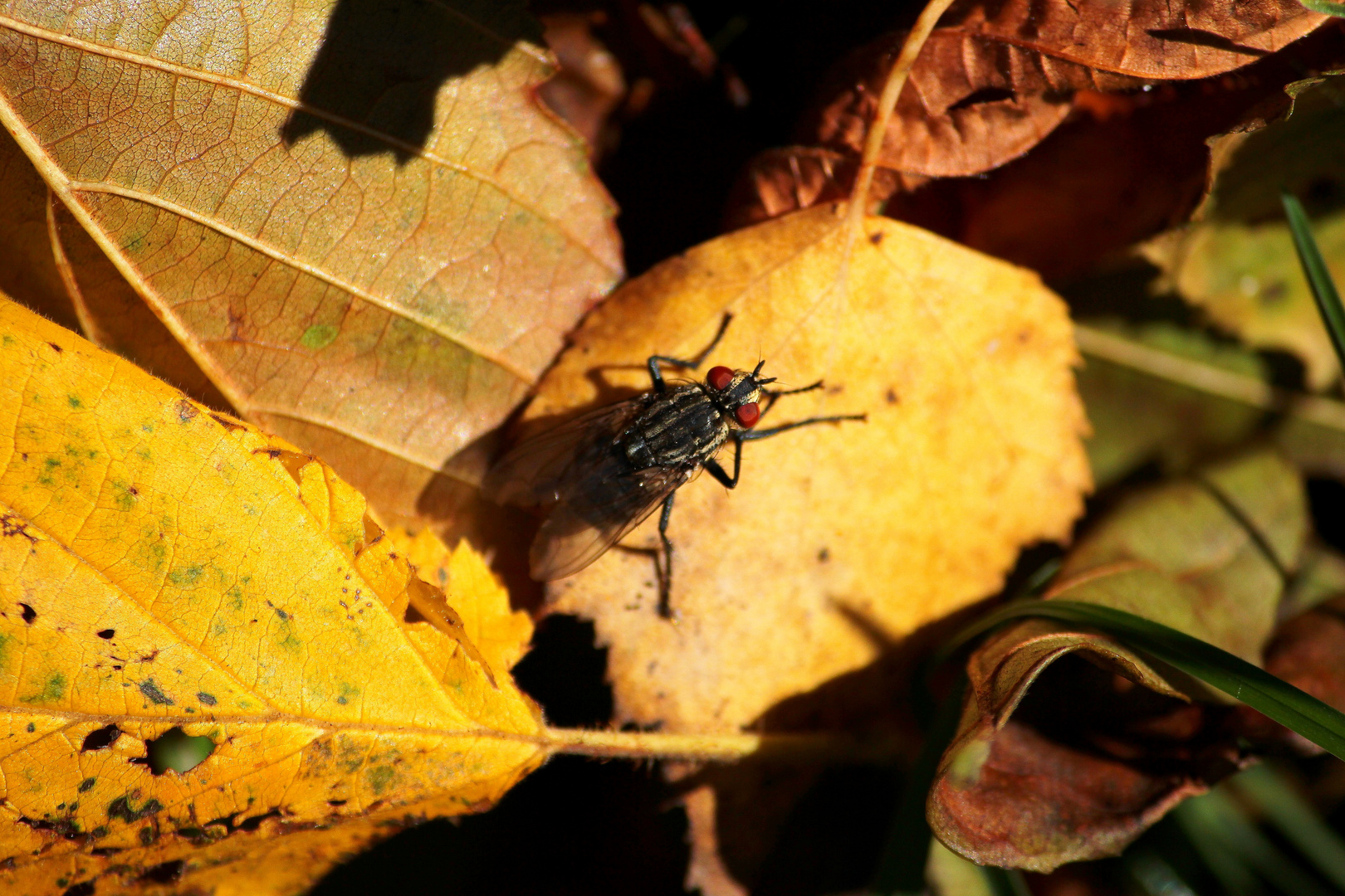 Fliege genießt die Sonne im goldenen Oktober