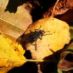 Fliege genießt die Sonne im goldenen Oktober