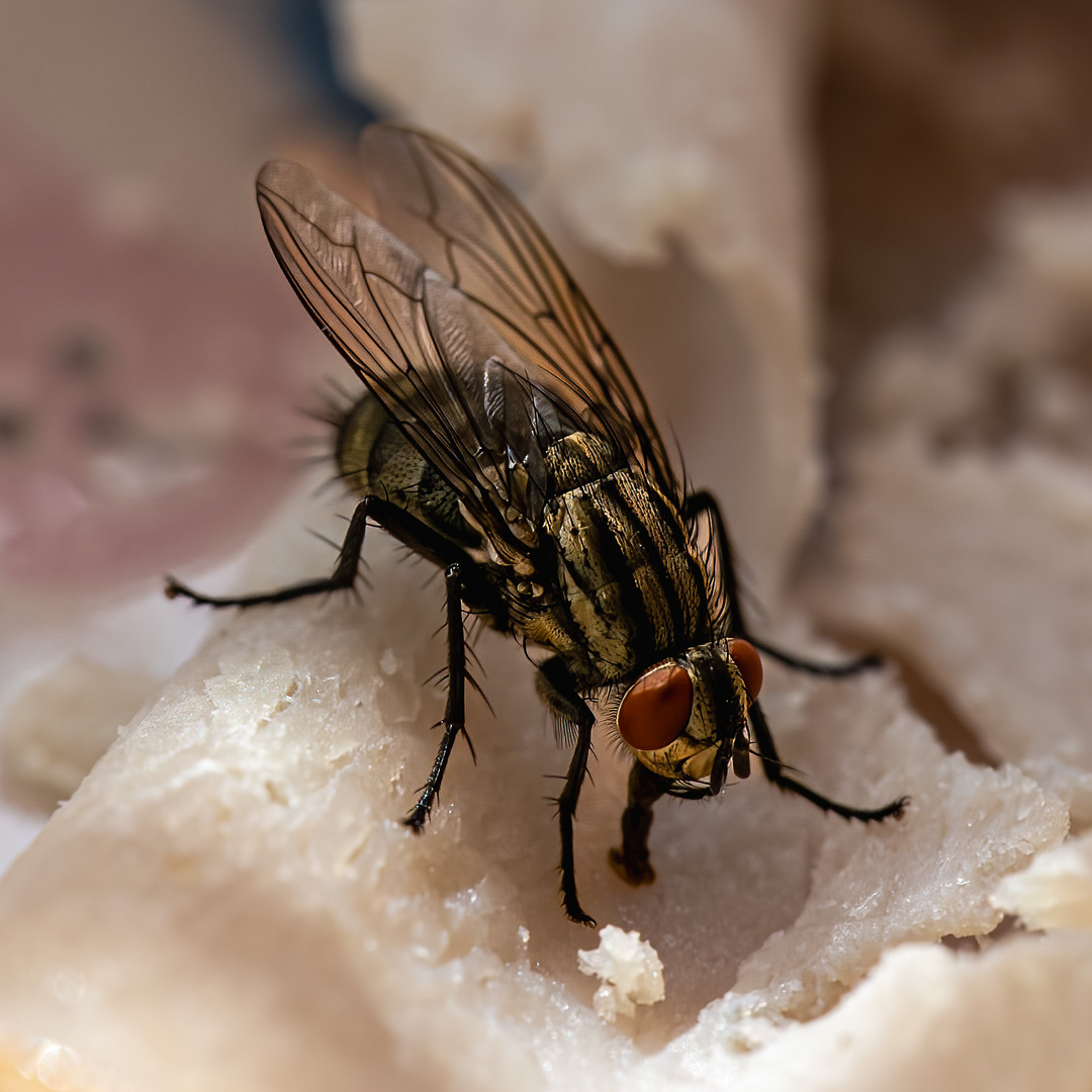 Fliege genießt Schinken