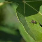 Fliege genießt Sonne auf Feigenblatt