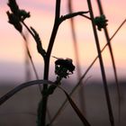 Fliege genießt Sonnenuntergang