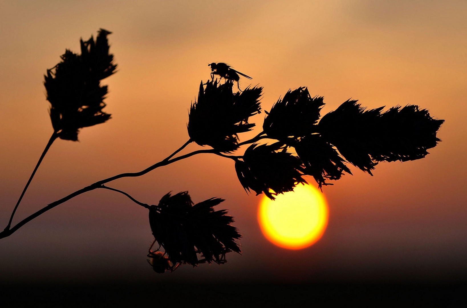 Fliege... grüß mir die Sonne