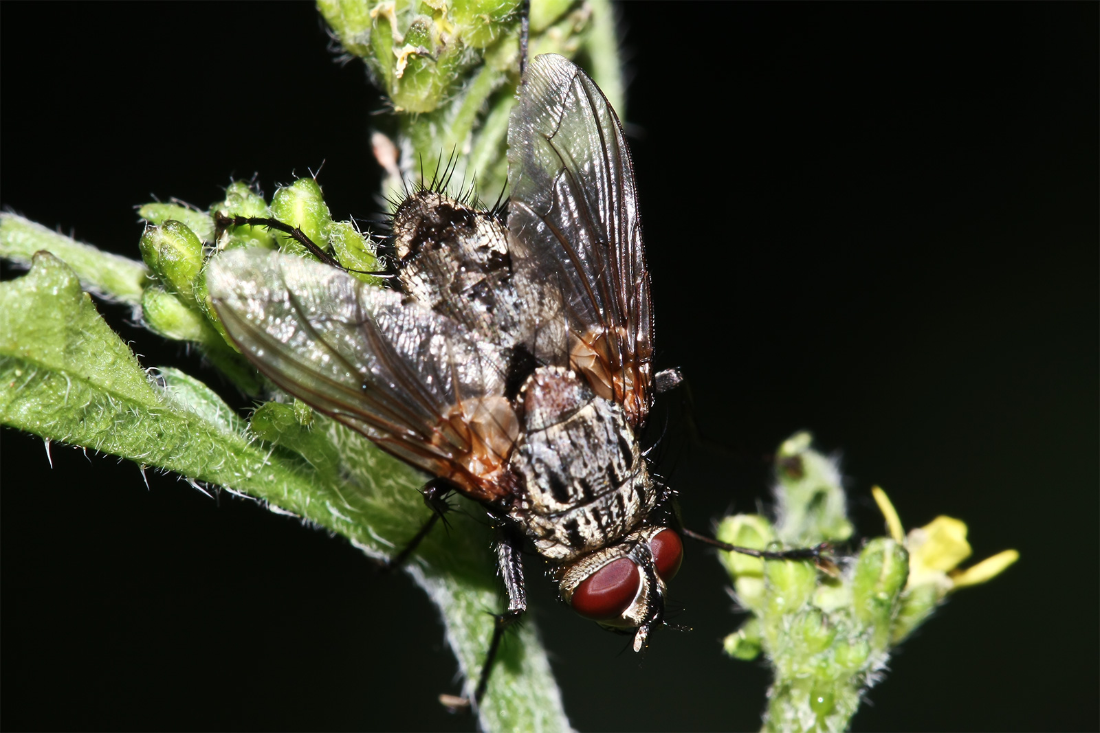 Fliege.... heute mal von oben