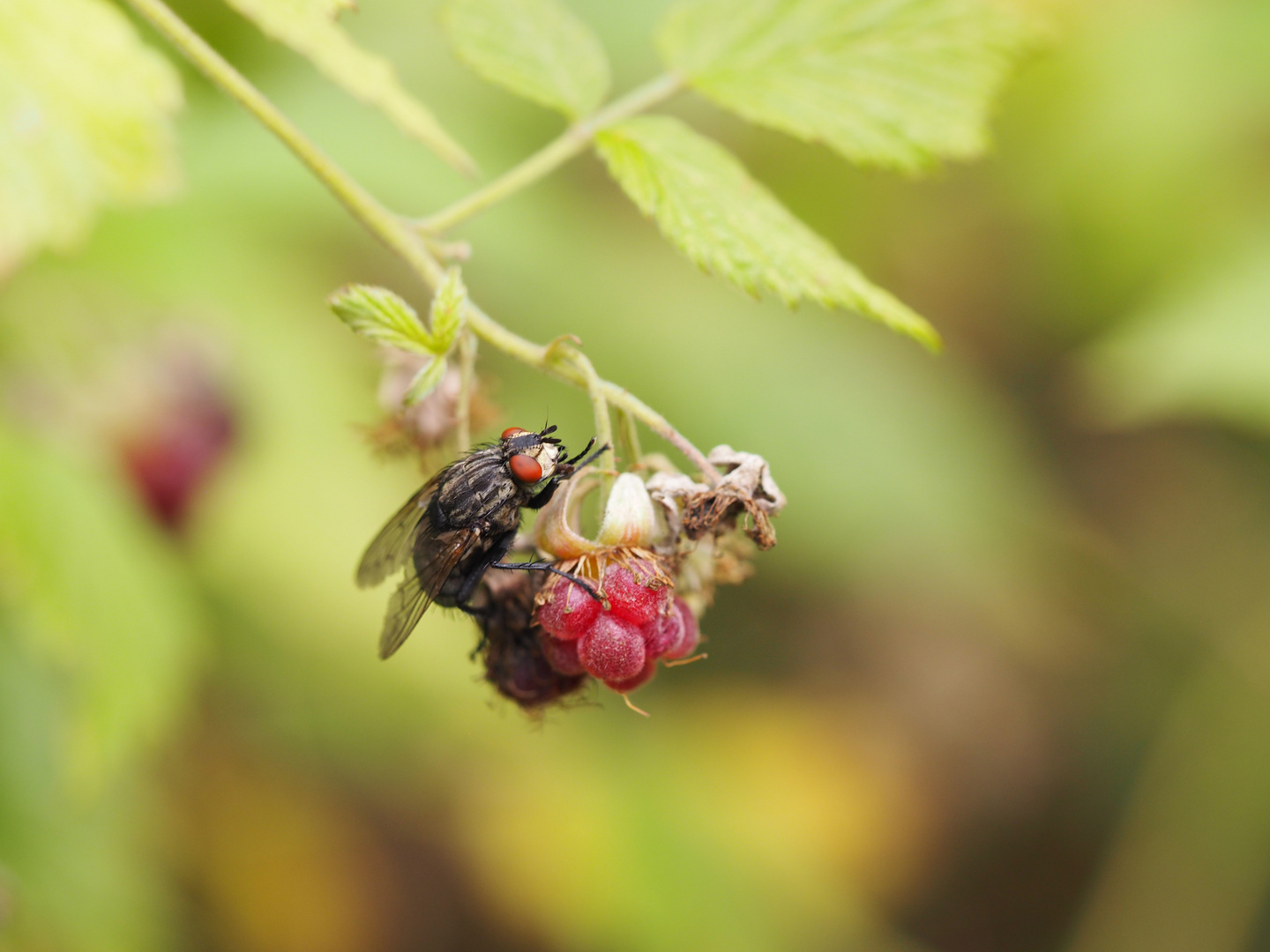 Fliege + Himbeere P8010169 