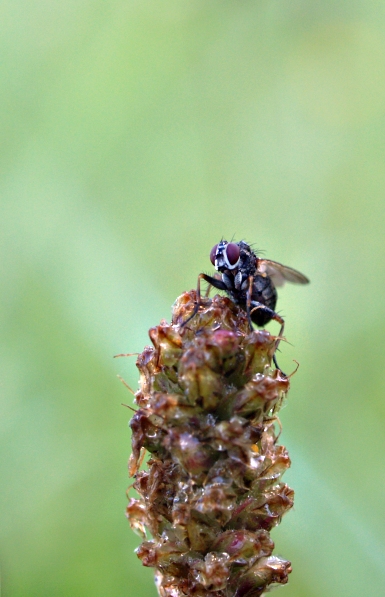 Fliege hoch oben