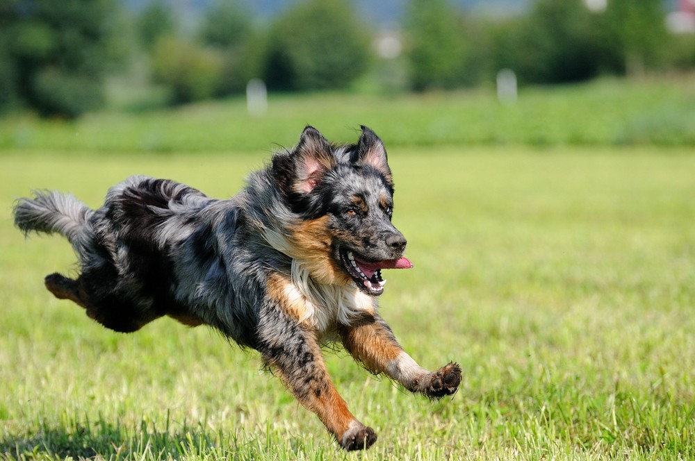 "Fliege-Hunde" >>>>