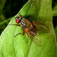 Fliege I (Raupenfliege, Tachinidae, danke, Gerdt!)