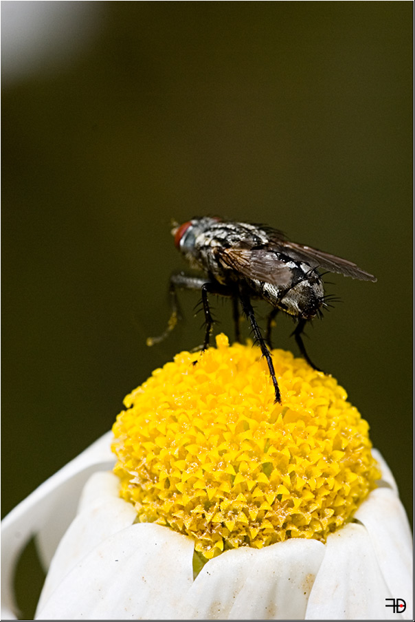 Fliege im Abflug...