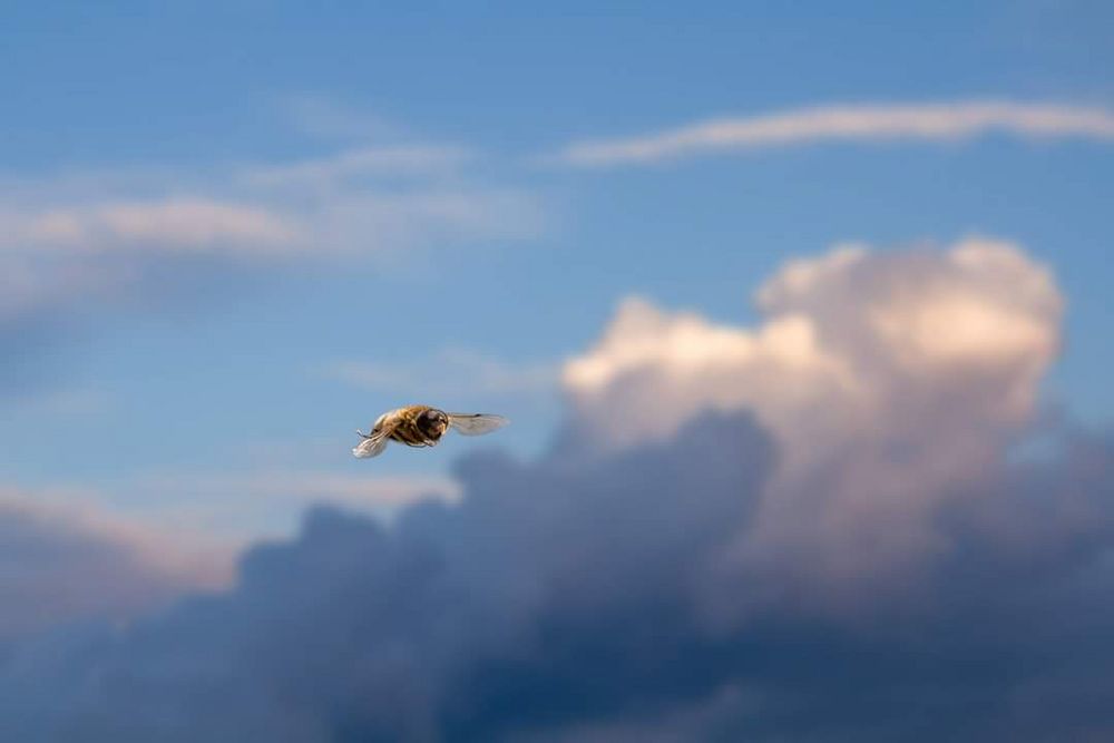 Fliege im Anflug