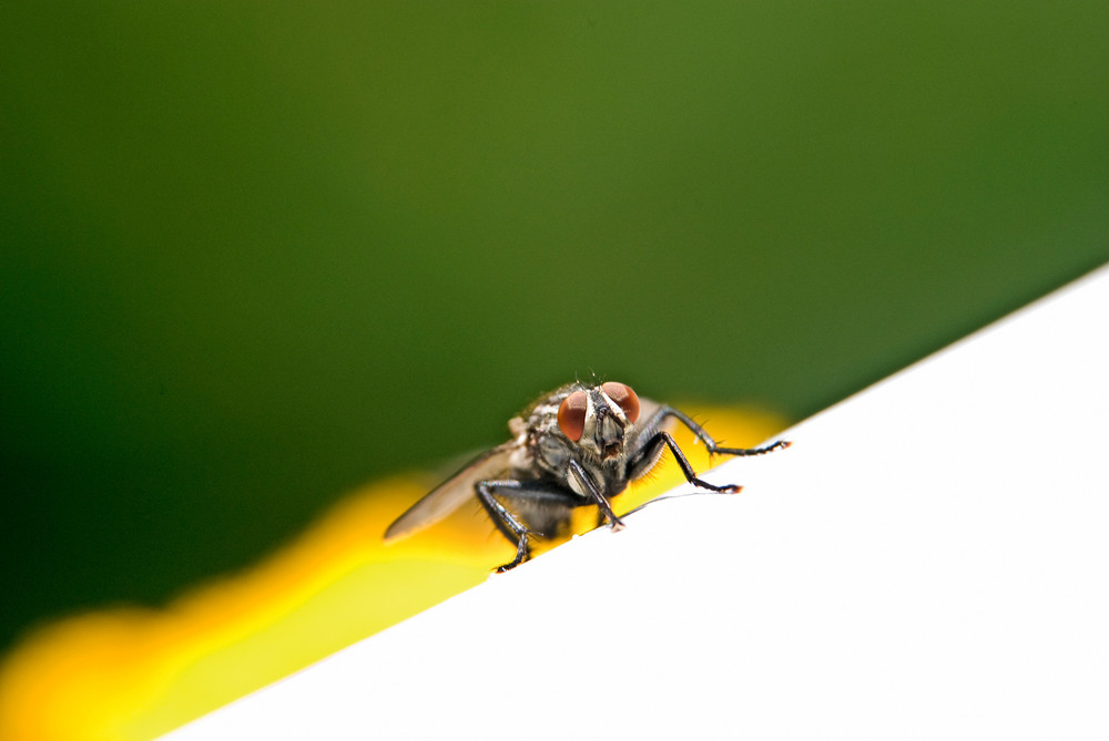 Fliege im Anmarsch