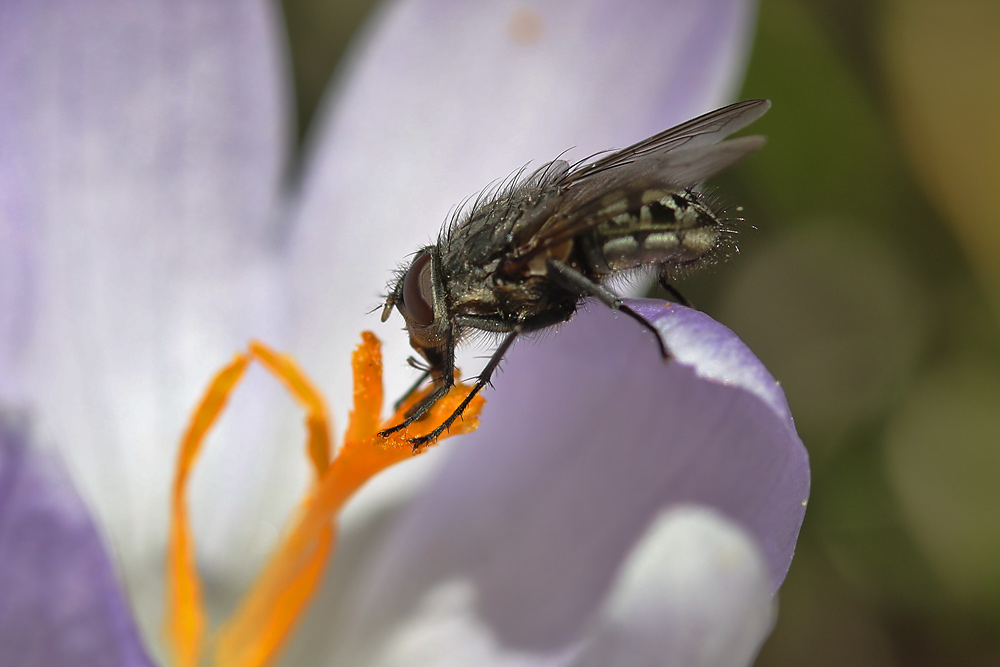 Fliege im Ansitz am Blütenstempel