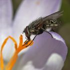 Fliege im Ansitz am Blütenstempel
