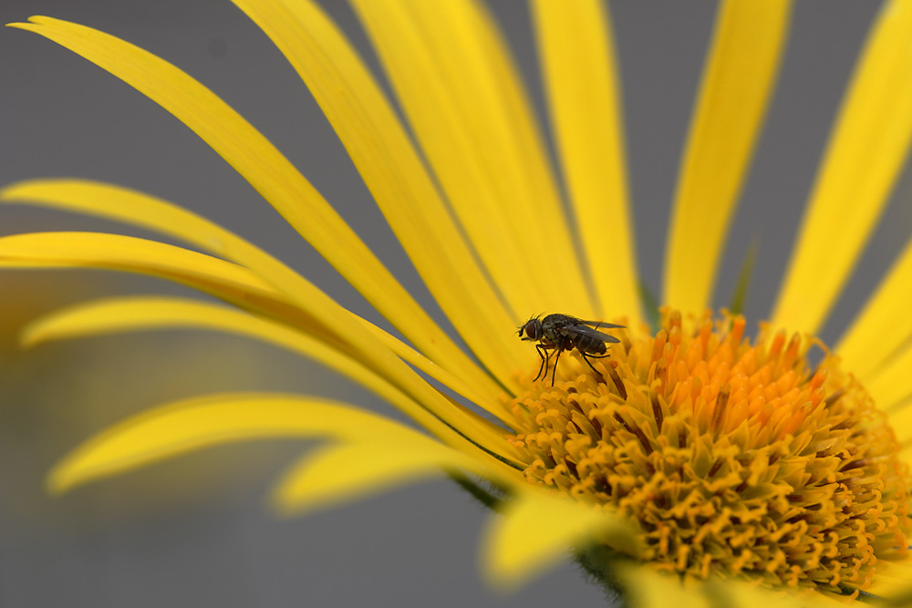 Fliege im Ansitz