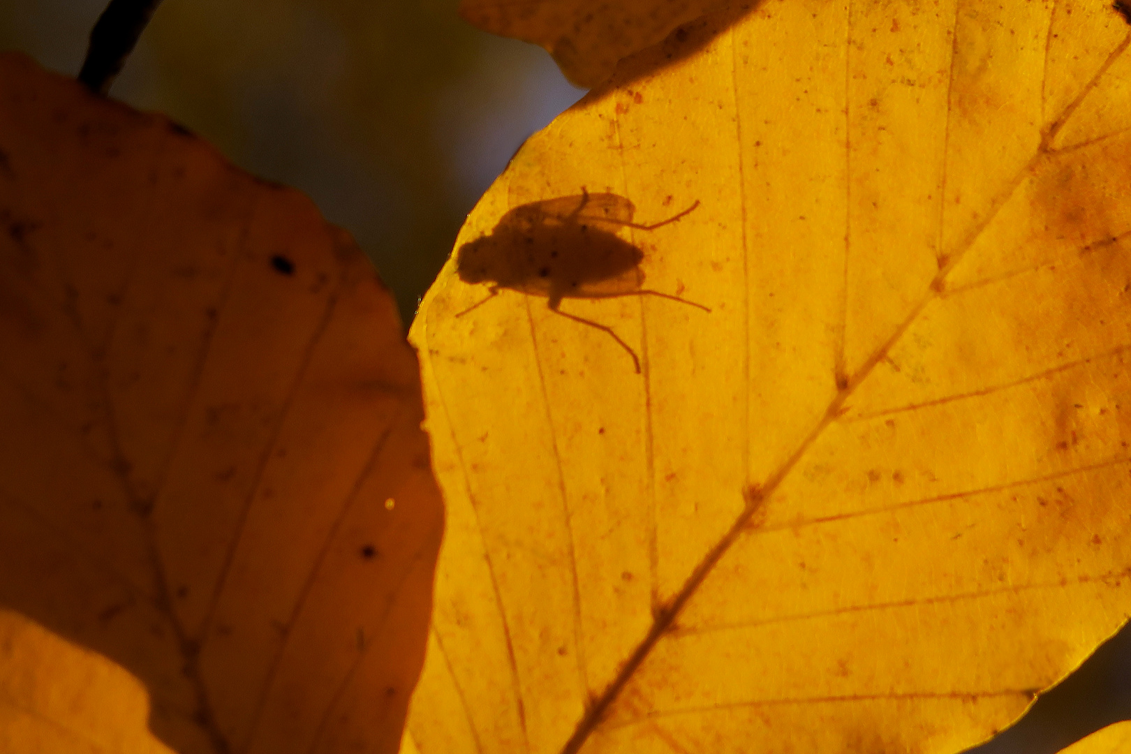 Fliege im Backlight