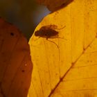 Fliege im Backlight