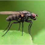 fliege im bärlauch wald.....