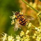 Fliege im Bienenkleid
