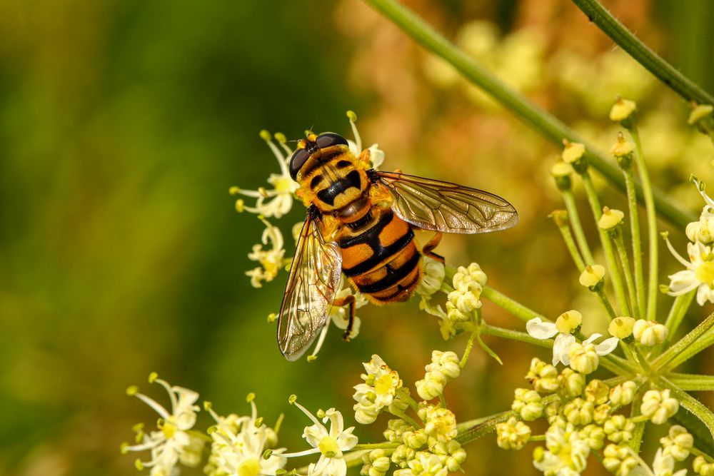 Fliege im Bienenkleid