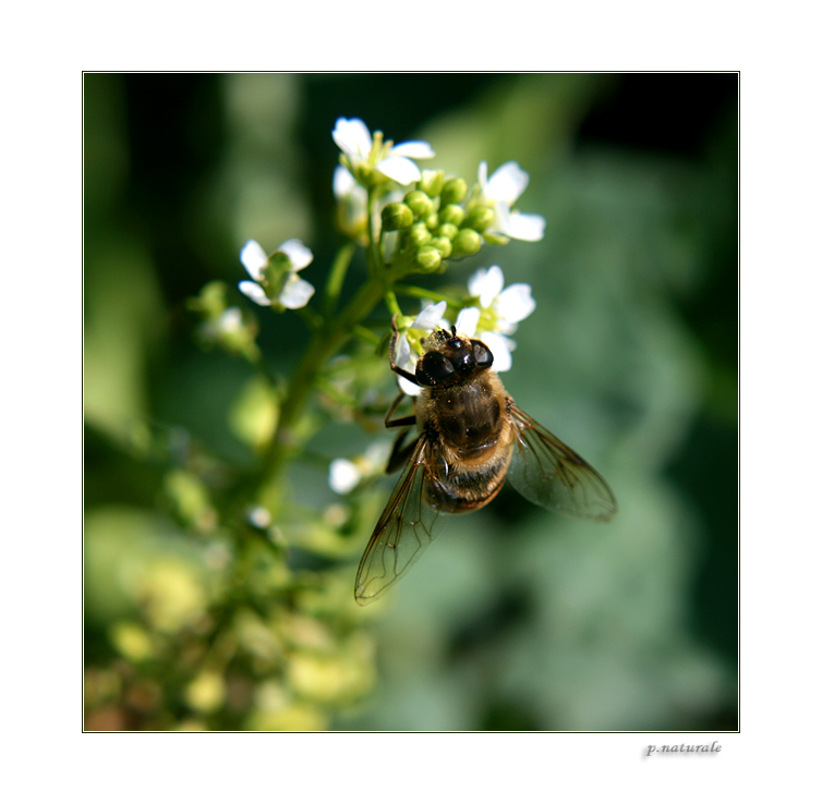 Fliege im Bienenkostüm :)