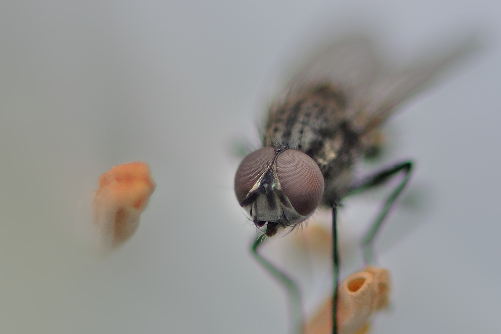 Fliege im Blickfeld