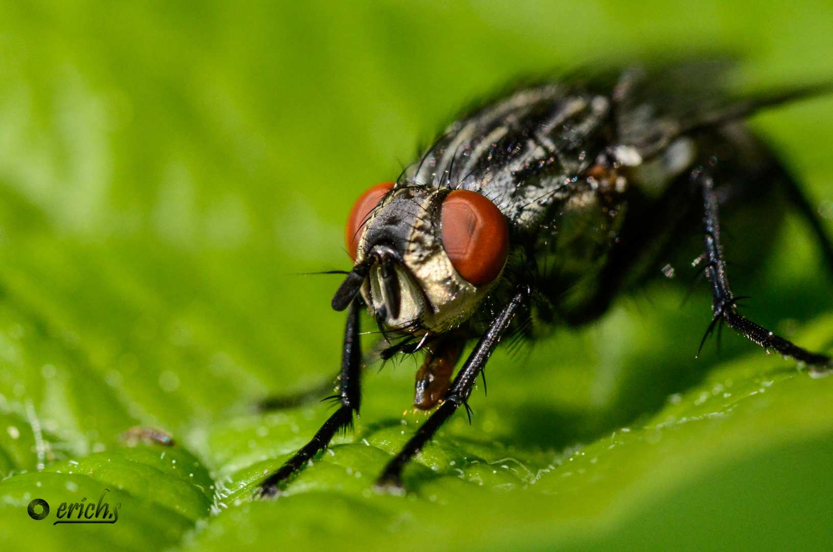 fliege im blickfeld