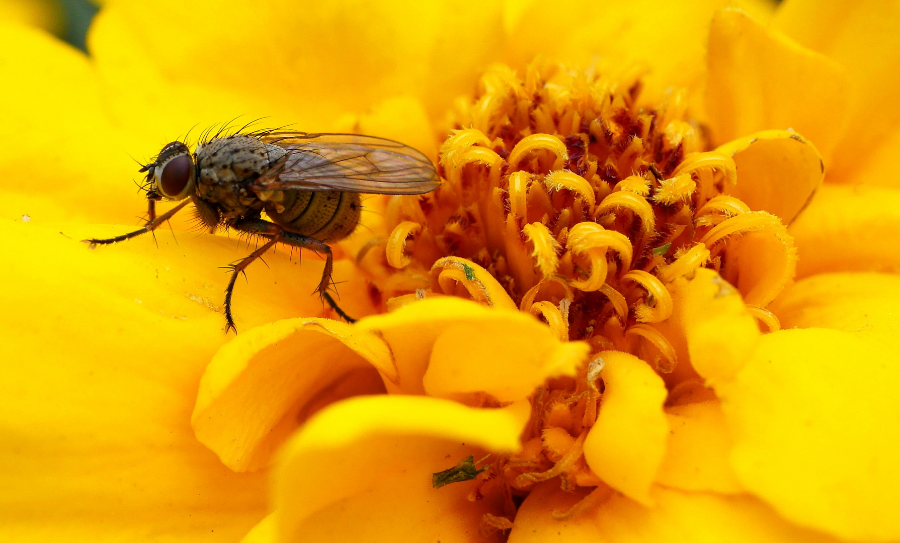 Fliege im Blütenrausch...