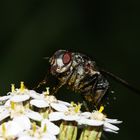 Fliege im Blütenstaubrausch