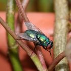 fliege im blumenkasten