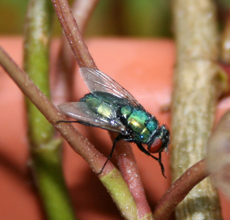 fliege im blumenkasten