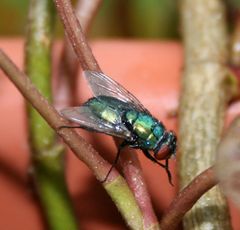 fliege im blumenkasten