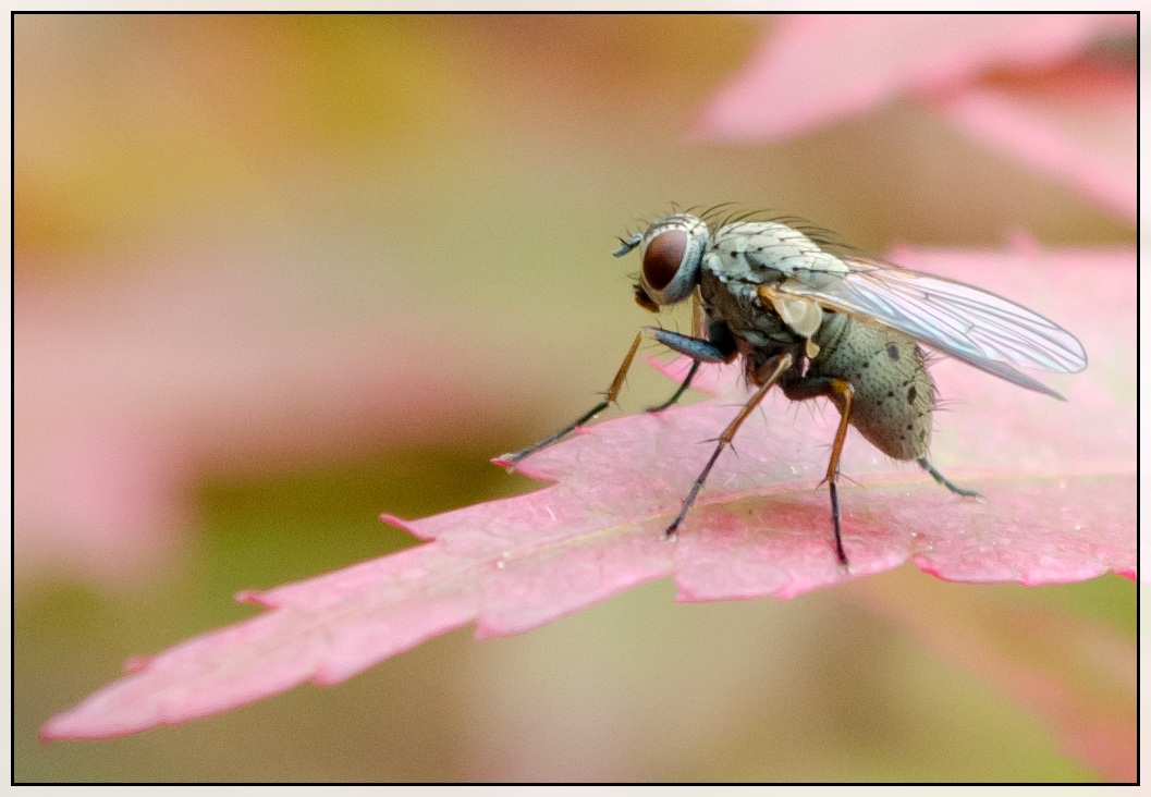 Fliege im Detail!