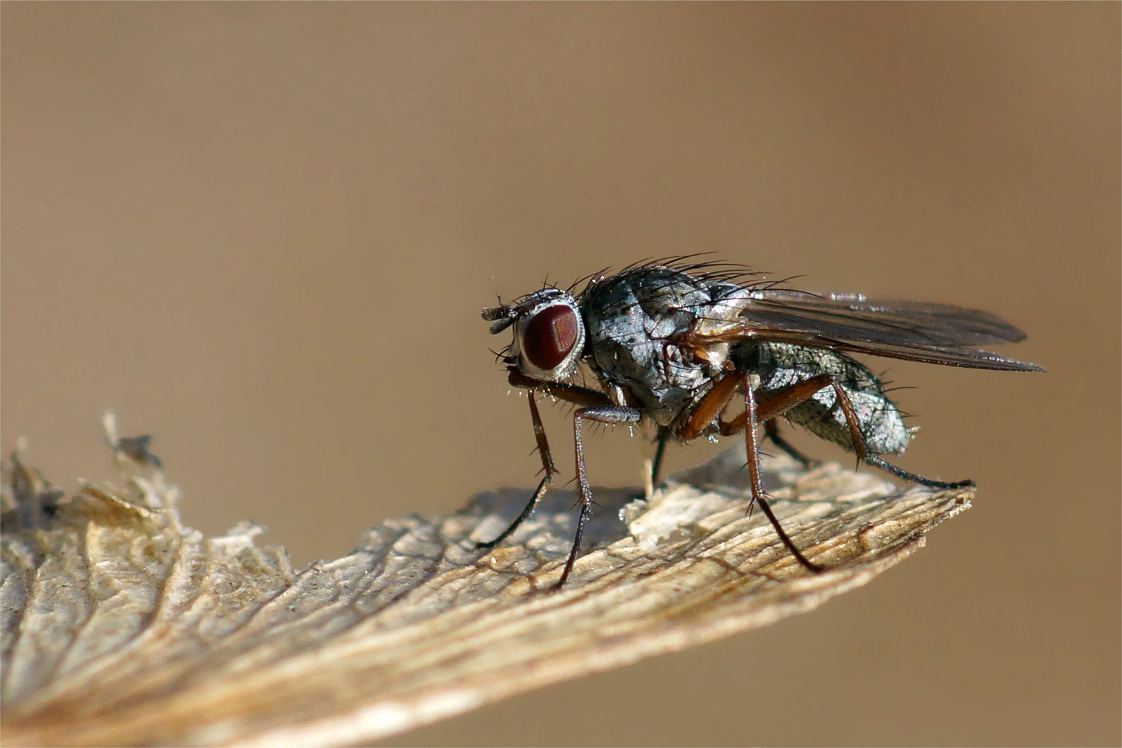 Fliege im Dezember