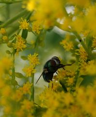 fliege im dunkeln