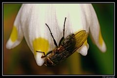 Fliege im Frühling