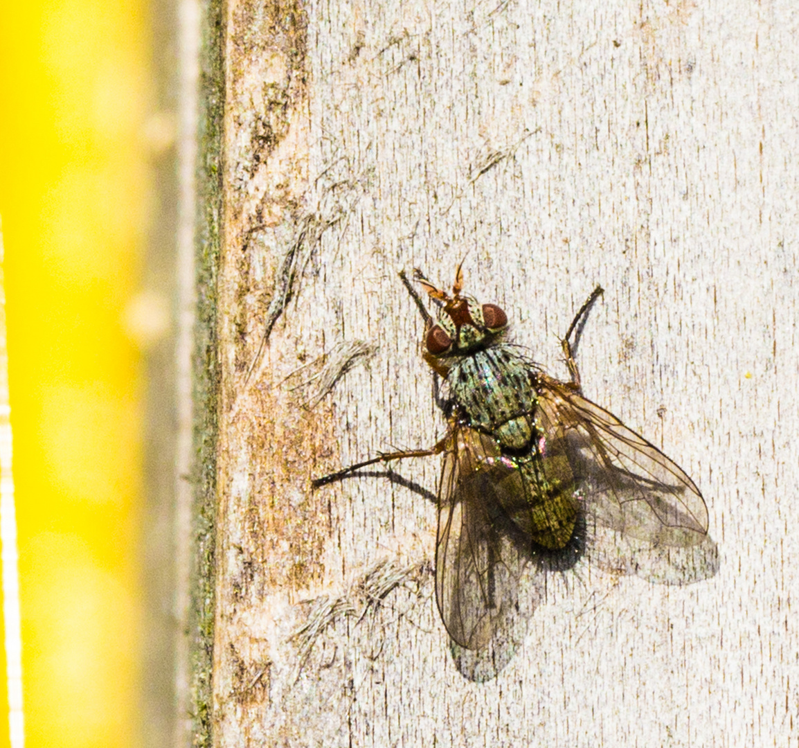 Fliege im Frühling nimmt ein Sonnenbad auf dem Dach des Insektenhotels