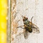 Fliege im Frühling nimmt ein Sonnenbad auf dem Dach des Insektenhotels