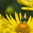 Fliege im Garten