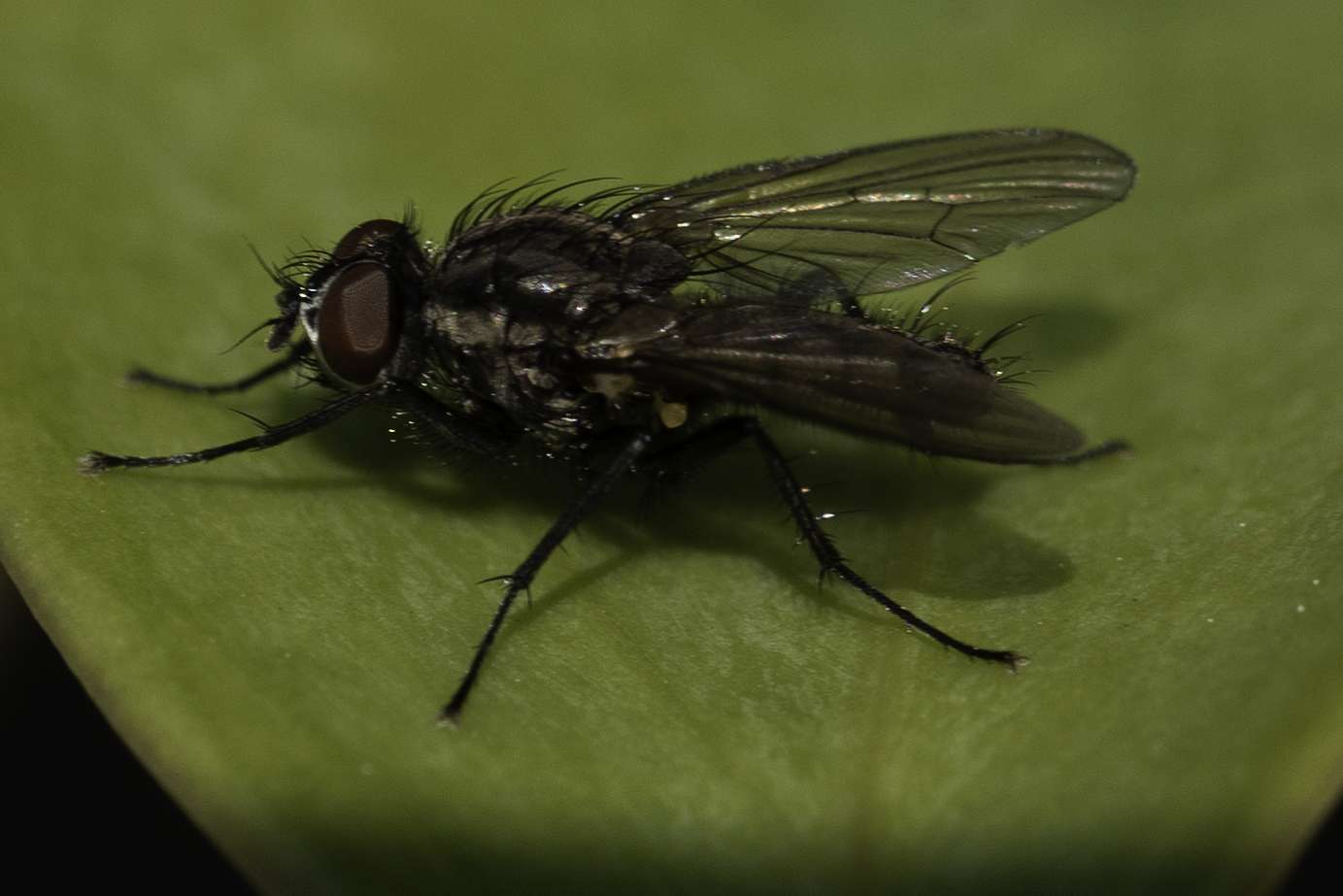 Fliege im Garten