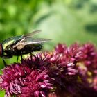 Fliege im Garten