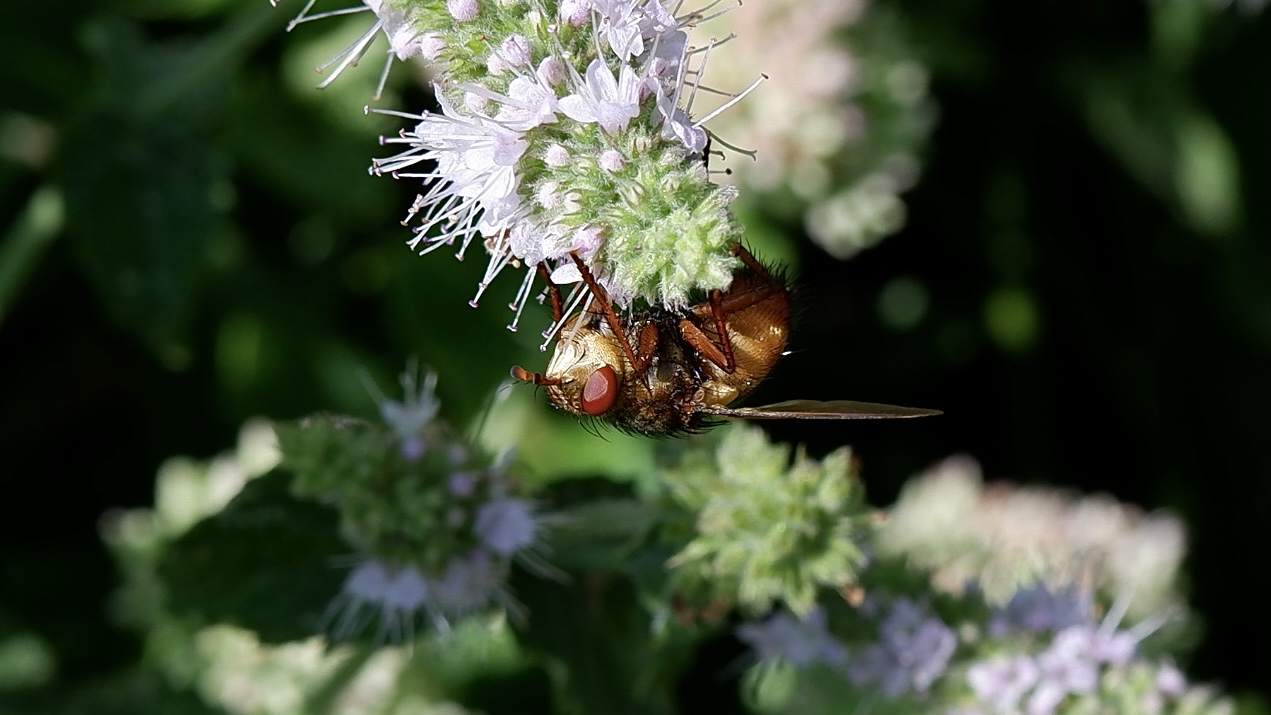 Fliege im Garten Foto & Bild tiere, wildlife, insekten Bilder auf