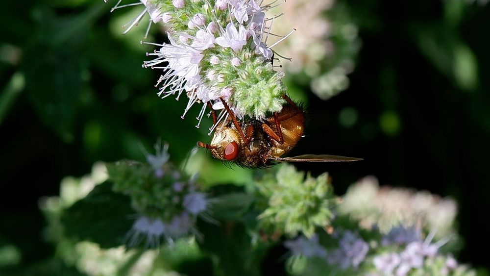 Fliege im Garten Foto & Bild tiere, wildlife, insekten Bilder auf