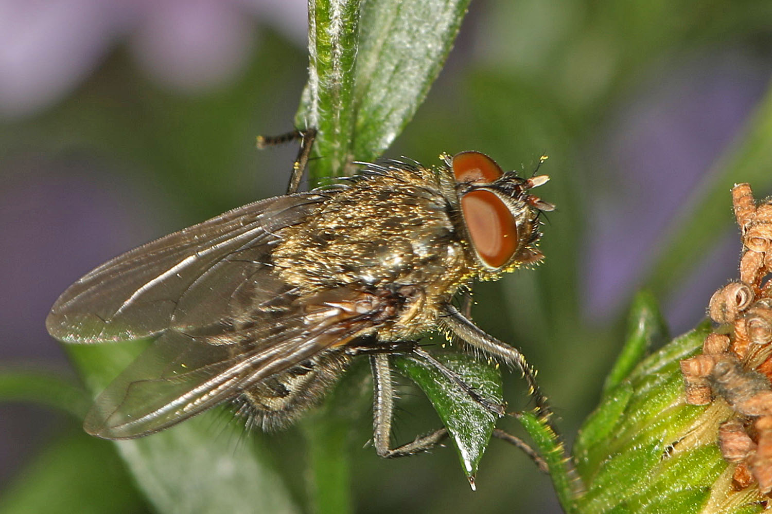 Fliege im Garten