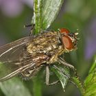 Fliege im Garten