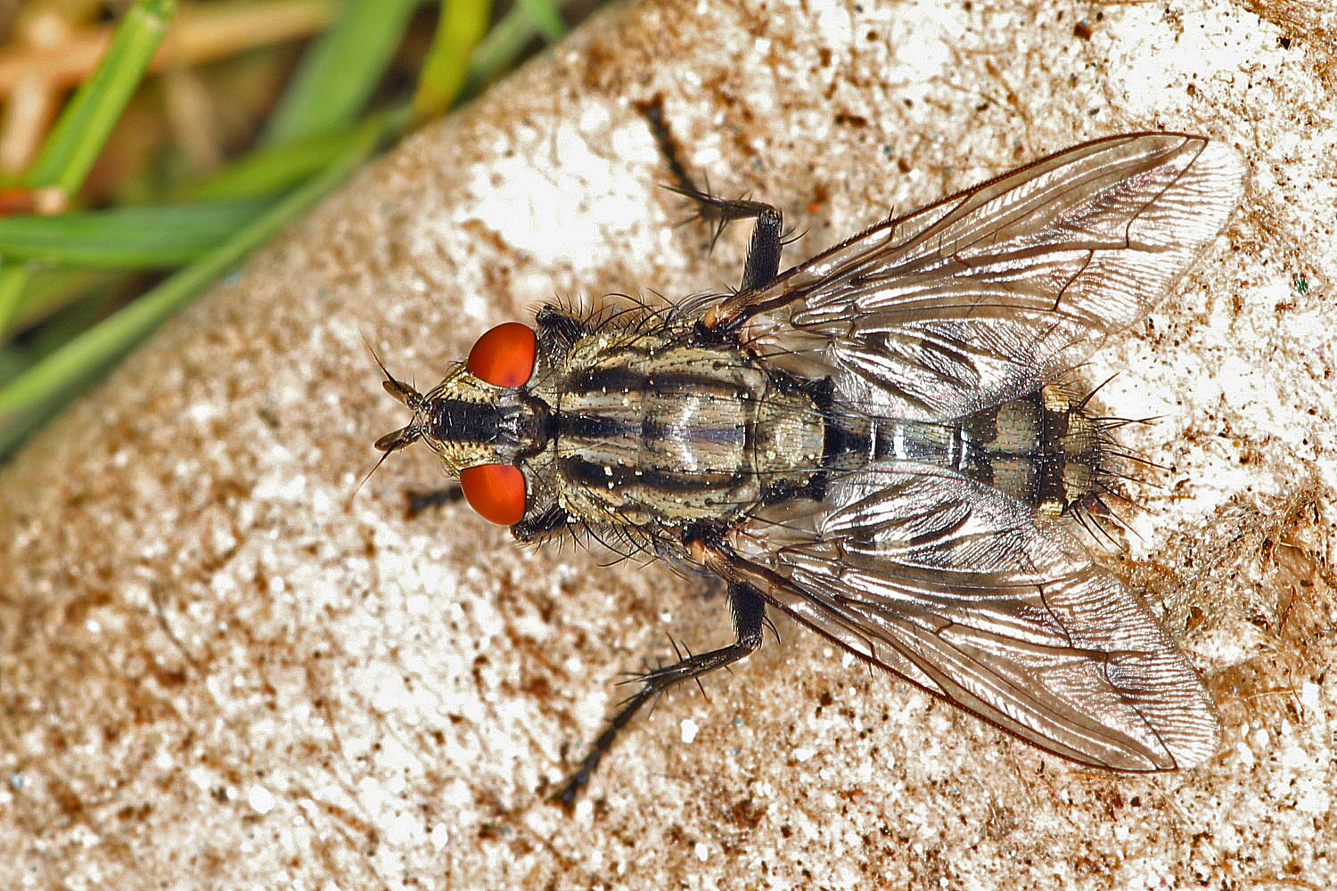 Fliege im Garten Foto & Bild fliegen, fotos, makro Bilder auf